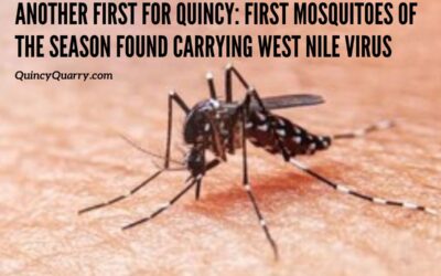Another First for Quincy: The First Mosquitoes Of The Season Found Carrying West Nile Virus Found In Quincy