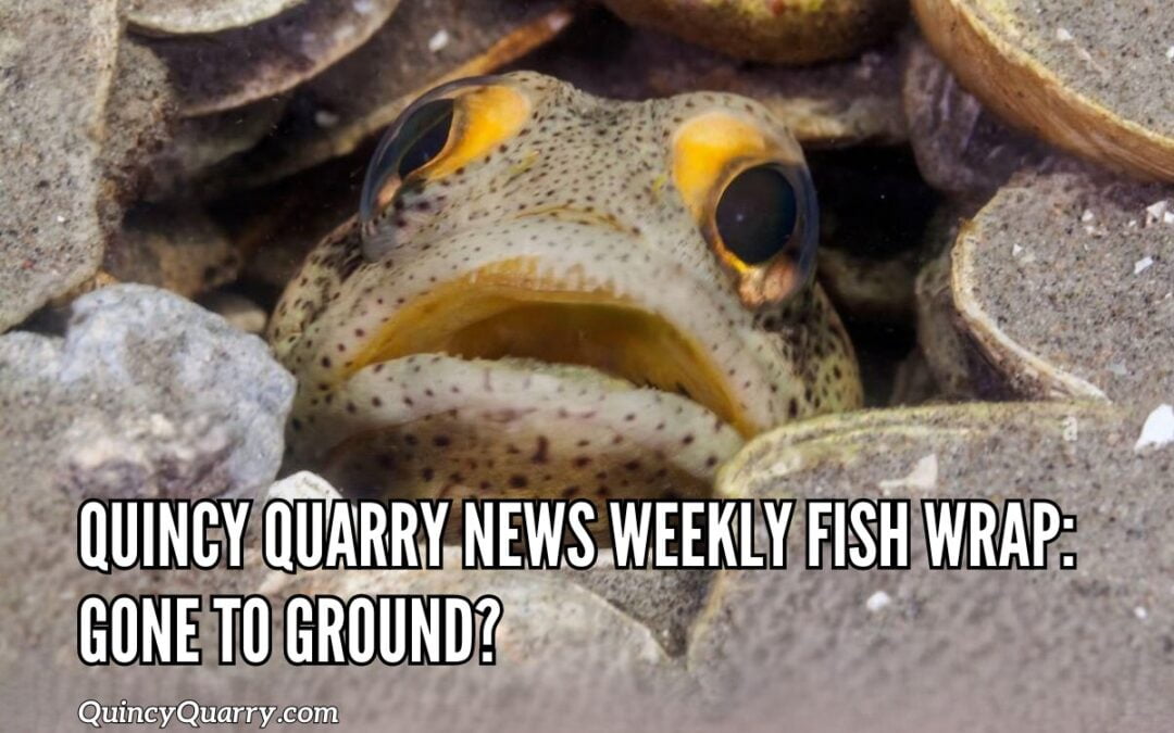 Quincy Quarry News Weekly Fish Wrap: Gone To Ground?