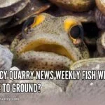 Quincy Quarry News Weekly Fish Wrap: Gone To Ground? ss-fish-wrap-gone-to--groundquincyquarrycom