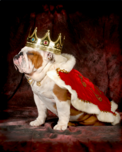 dog-with-crown | Quincy News About Quincy Massachusetts