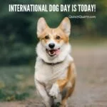 international-dog-dayquncyqarrycom
