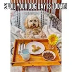 spoil-your-dog-day-is-todayquincyquarrycom