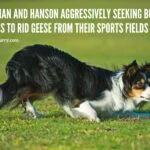Whitman and Hanson Aggressively Seeking Border Collies To Rid Geese From Their Sports Fields whitman-hanson-border-colie-geesequincyqurrycom
