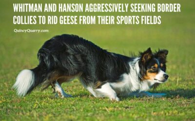 Whitman and Hanson Aggressively Seeking Border Collies To Rid Geese From Their Sports Fields
