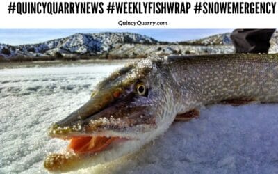 #QuincyQuarryNews #WeeklyFishWrap #SnowEmergency