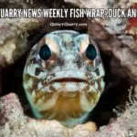 #QuincyQuarryNews #WeeklyFishWrap: Duck and Cover? fishwrap-duck-and-cover-quincyquarrycom