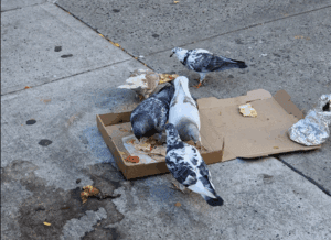 nothing-makes-me-happier-than-seeing-pigeons-in-nyc-eating-v-wyvhlikje-reddit | Quincy News About Quincy Massachusetts | Quincy MA | Quincy News