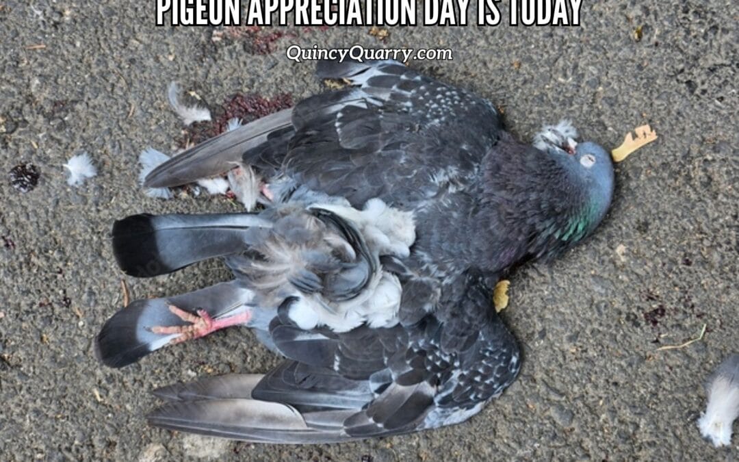 Pigeon Appreciation Day Is Today