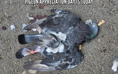 Pigeon Appreciation Day Is Today!